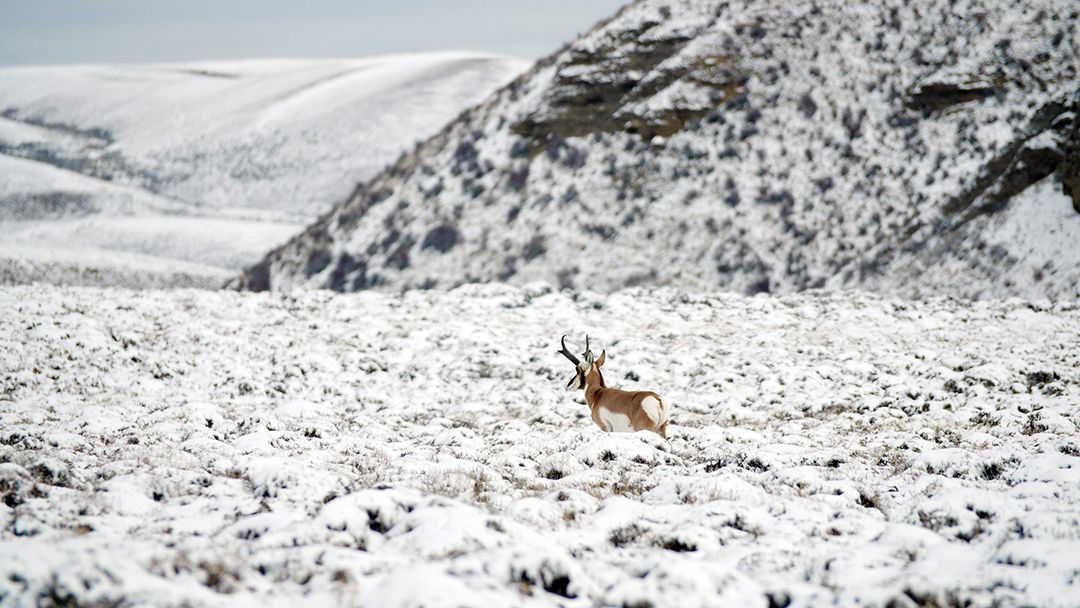 The first snow of the season began to push pronghorn out of the hills.